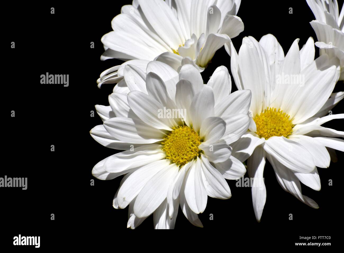 White daisies on a black background Stock Photo - Alamy