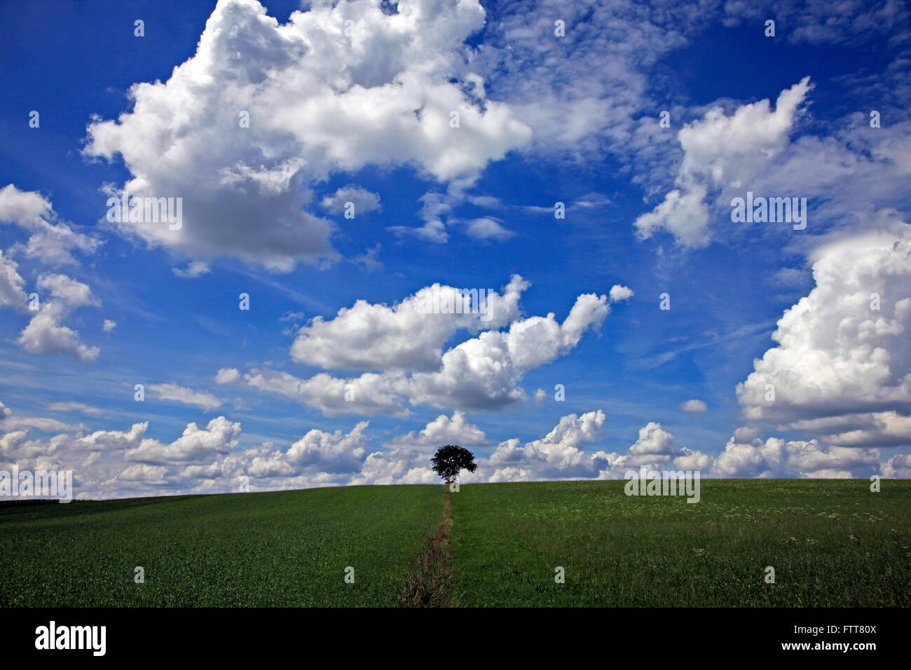 Lone tree on hill, Bavaria, Germany Stock Photo