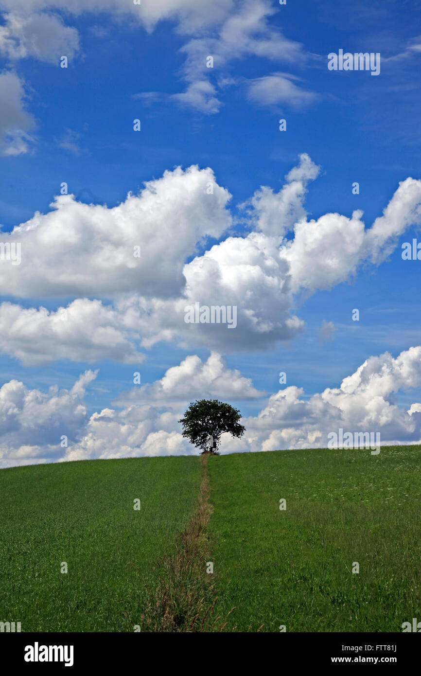 Lone tree on hill, Bavaria, Germany Stock Photo