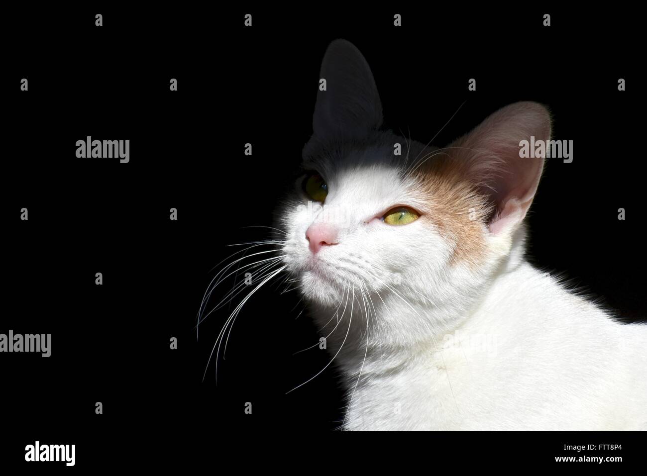 Pretty white cat on a black background Stock Photo - Alamy