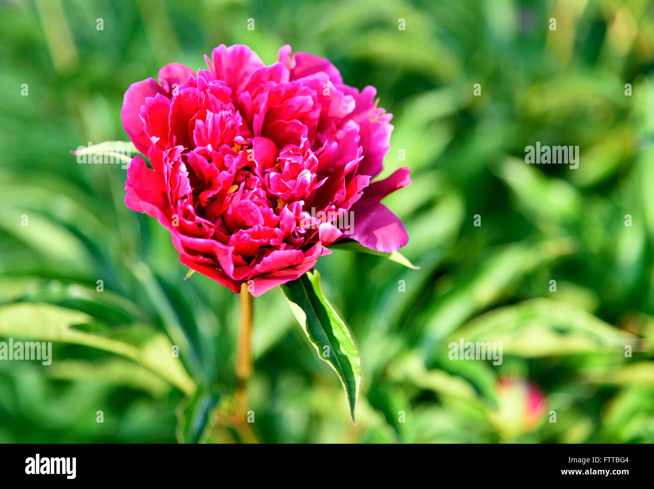 Pink peony flower on green background of leaves Stock Photo - Alamy
