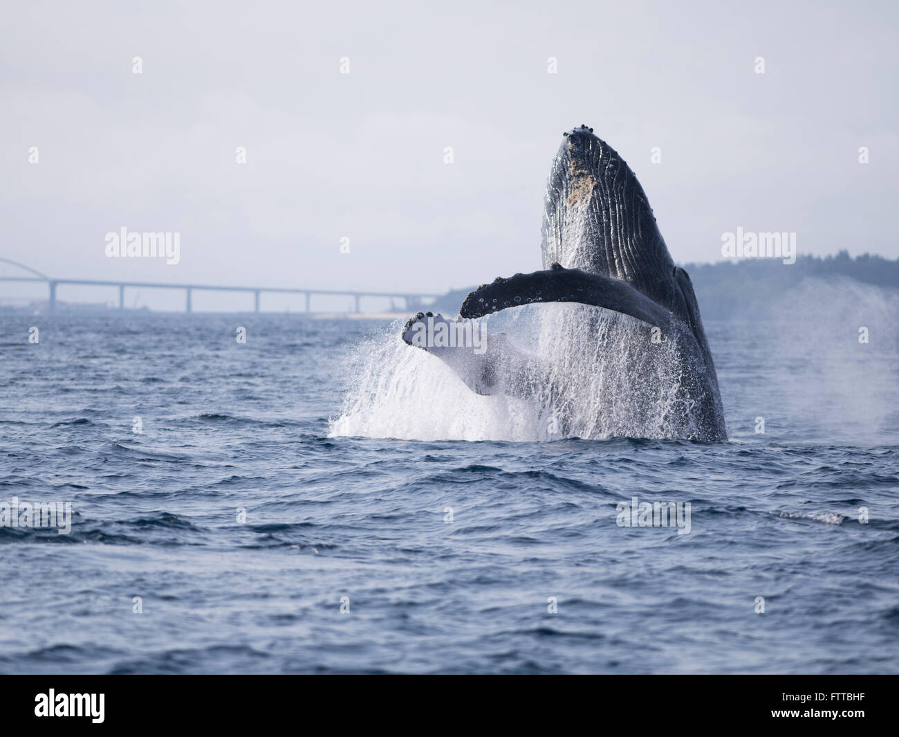 Humpback whales off the coast of Motobu, Okinawa, Japan - breach Stock ...