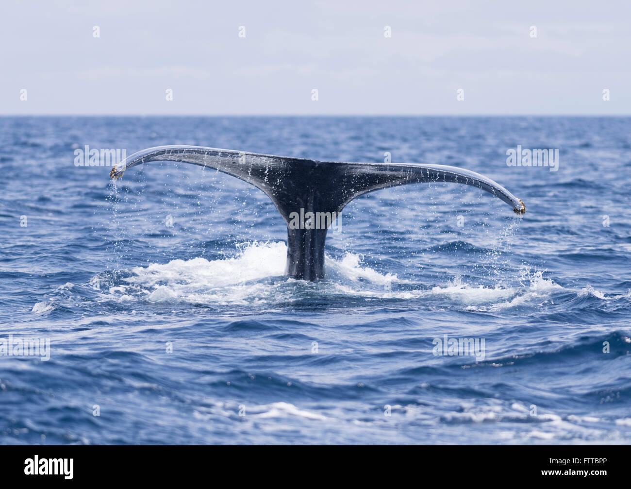 Humpback whales off the coast of Motobu, Okinawa, Japan Stock Photo