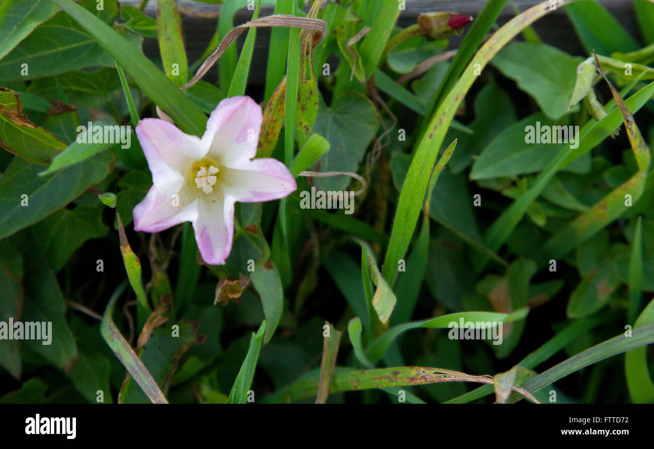Field Bindweed Stock Photo Alamy