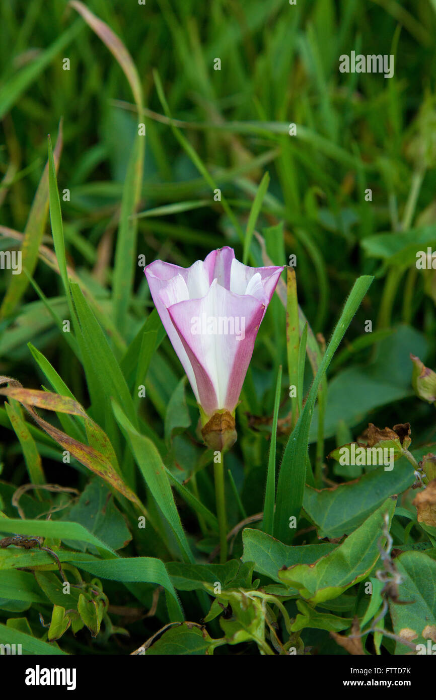 Field Bindweed Stock Photo Alamy