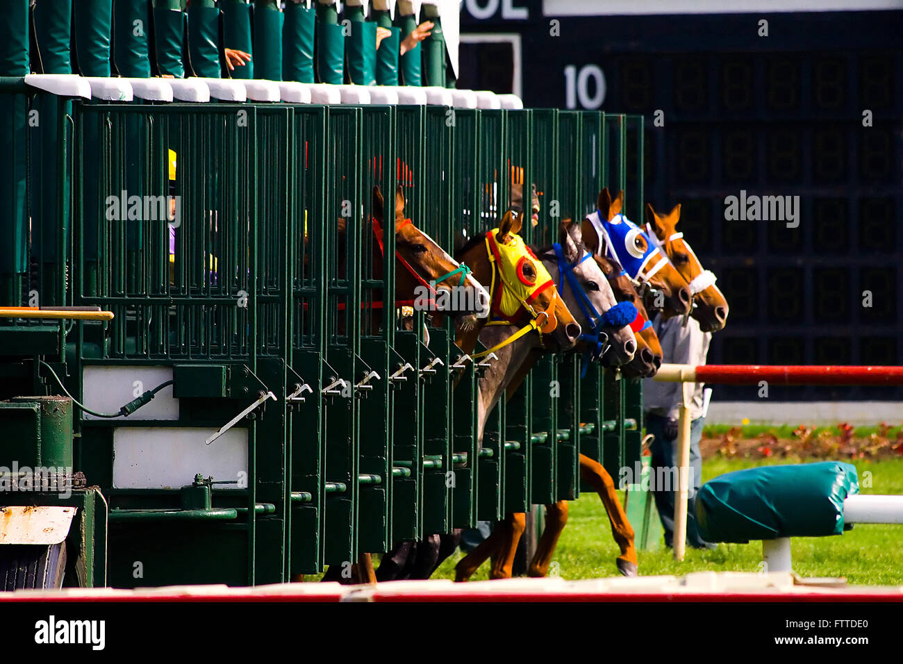 Thoroughbred race horses breaking from the starting gate. Stock Photo