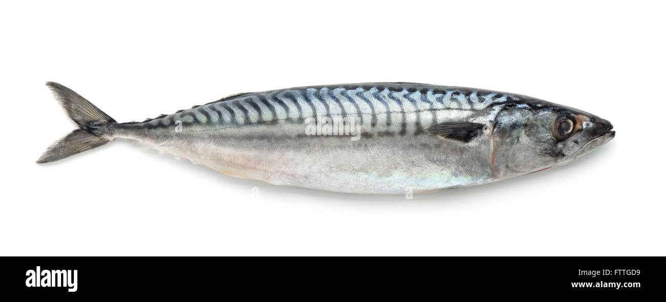 Atlantic mackerel hires stock photography and images Alamy