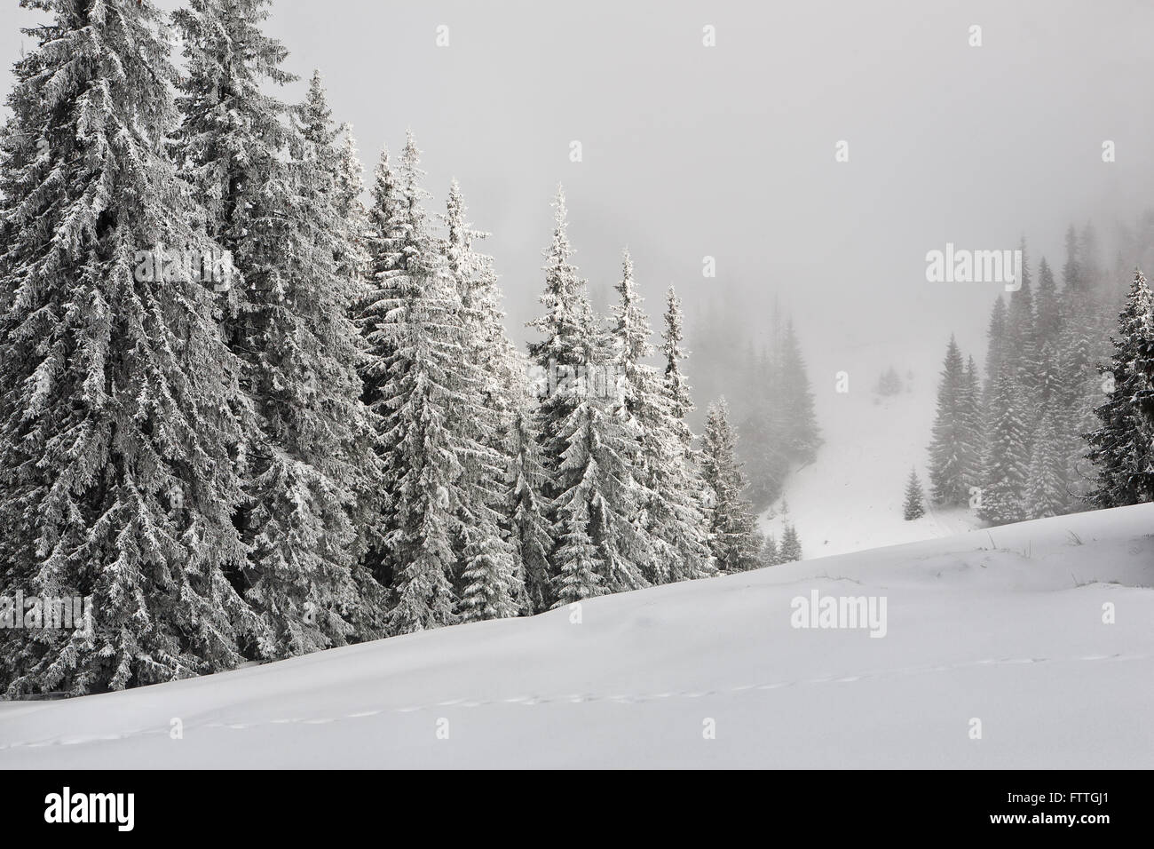 Fir trees covered with snow in mountains Carpathians Stock Photo - Alamy