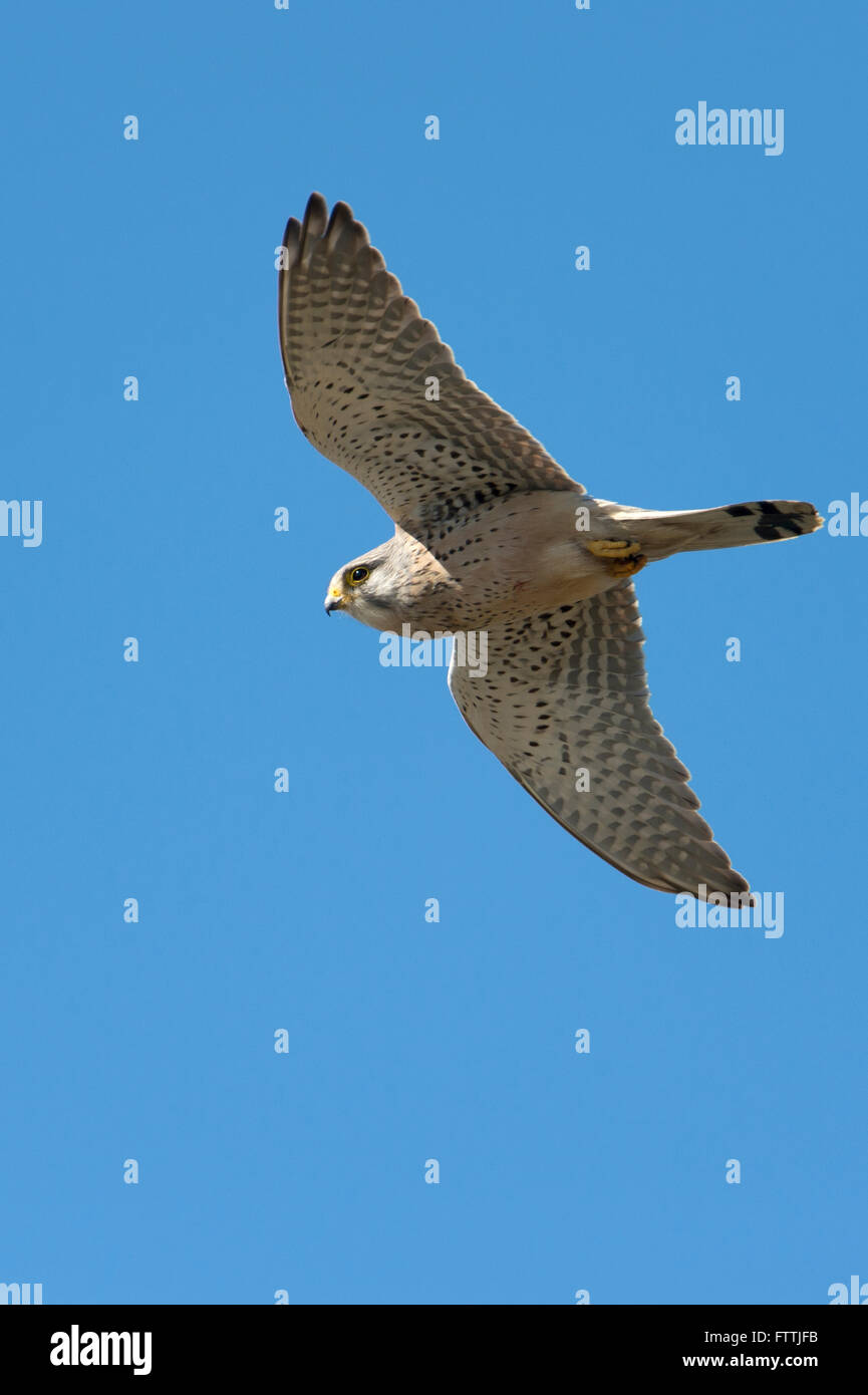 Male kestrel in flight hires stock photography and images Alamy