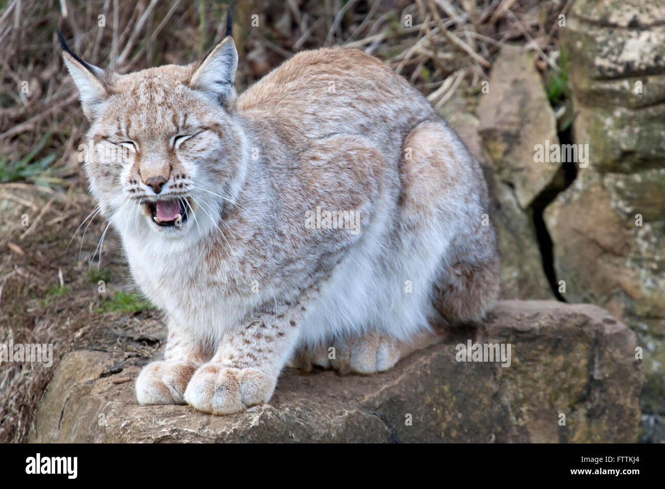 A single European Lynx yawning Stock Photo