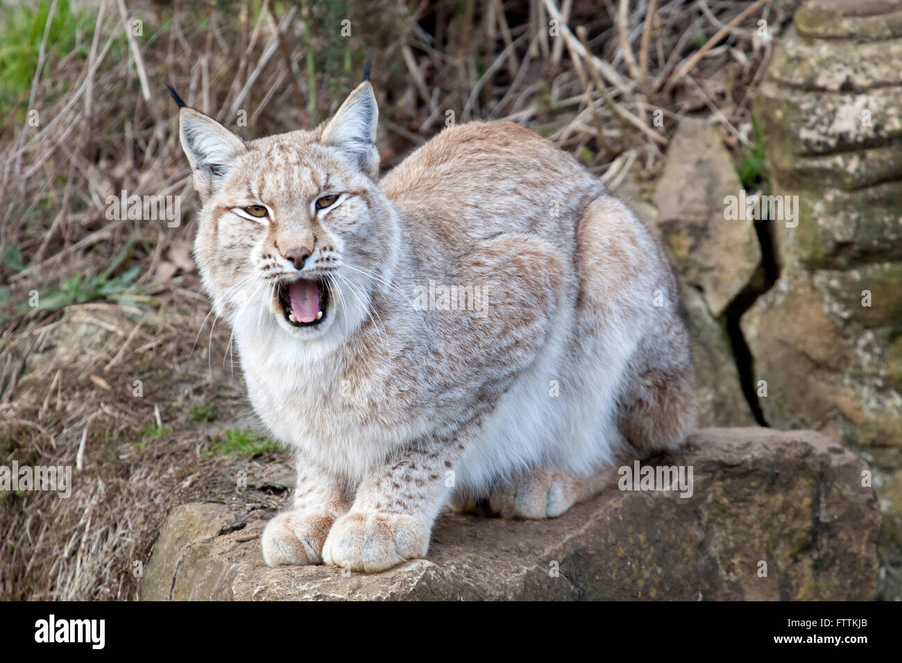 A single European Lynx yawning Stock Photo