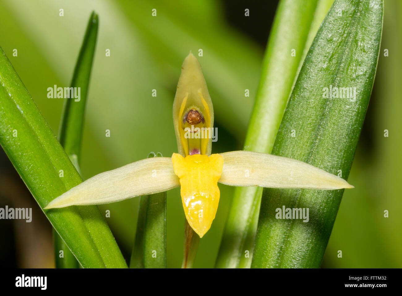 Orchid Maxillaria sp. flowering in montane rainforest in the Ecuadorian Andes Stock Photo