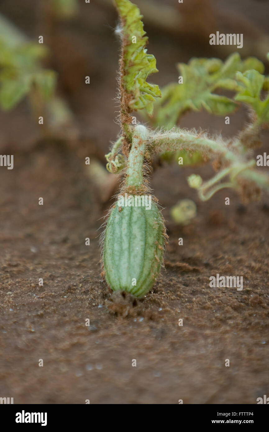 Baby Watermelon High Resolution Stock Photography And Images Alamy Baby Watermelon High Resolution Stock Photography And Images Alamy