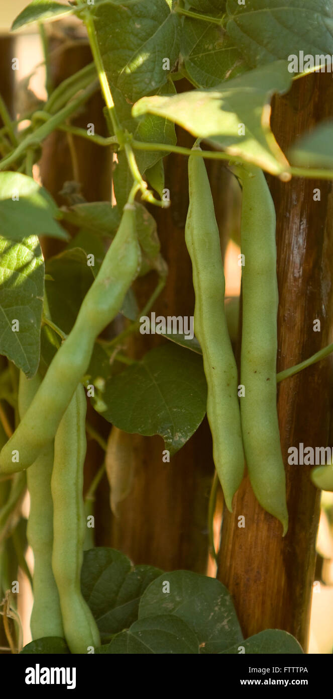 green beans Stock Photo