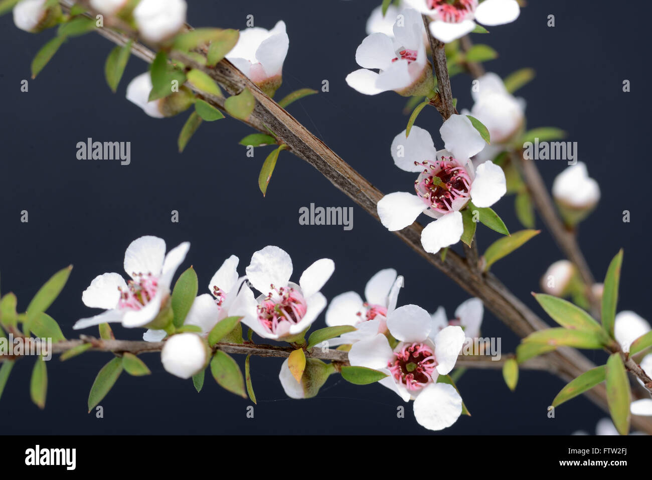 Flowers of New Zealand manuka, Leptospermum scoparium, a popular source