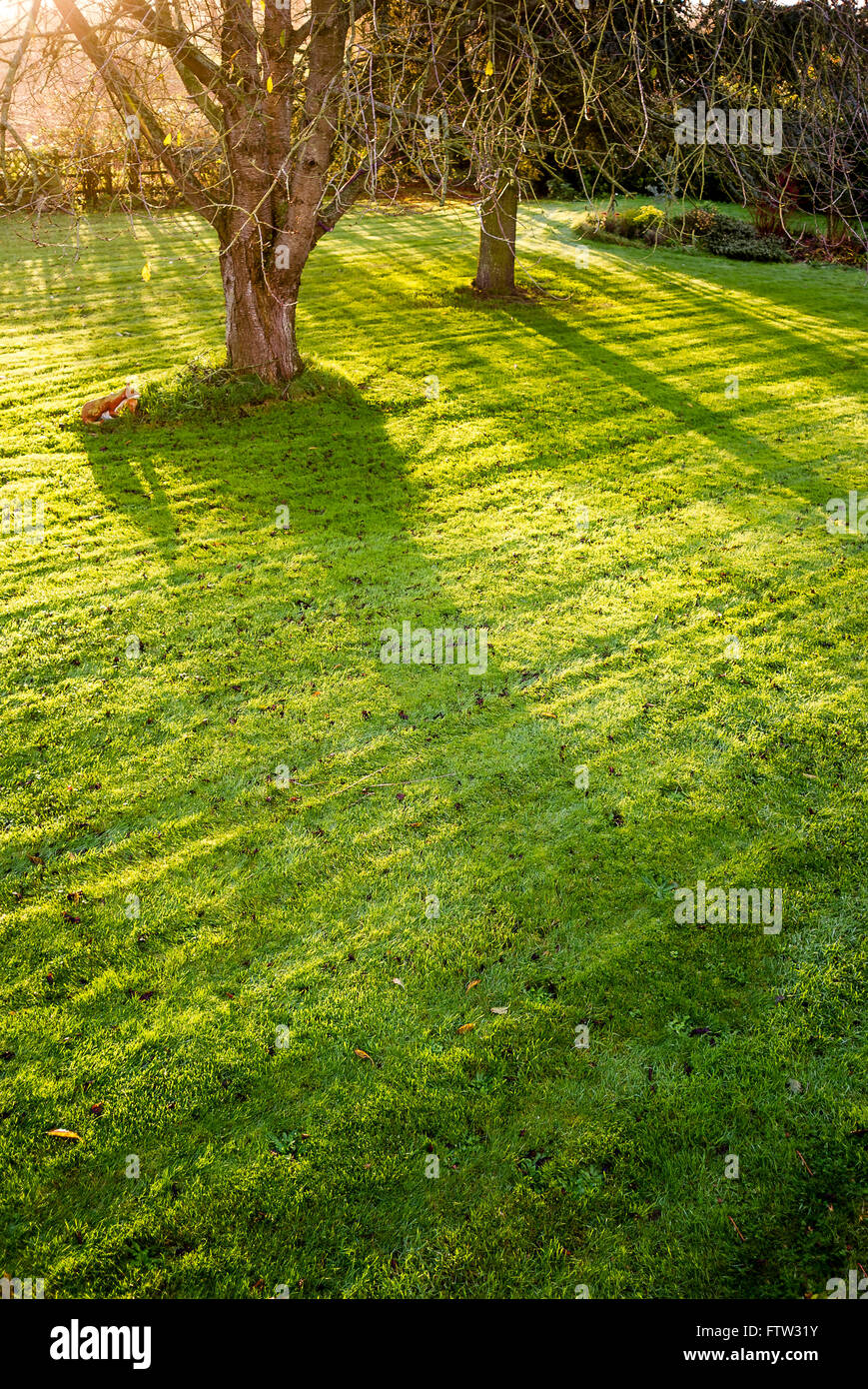 Early morning sunlight glances across lawn showing lawnmower pressure tracks Stock Photo