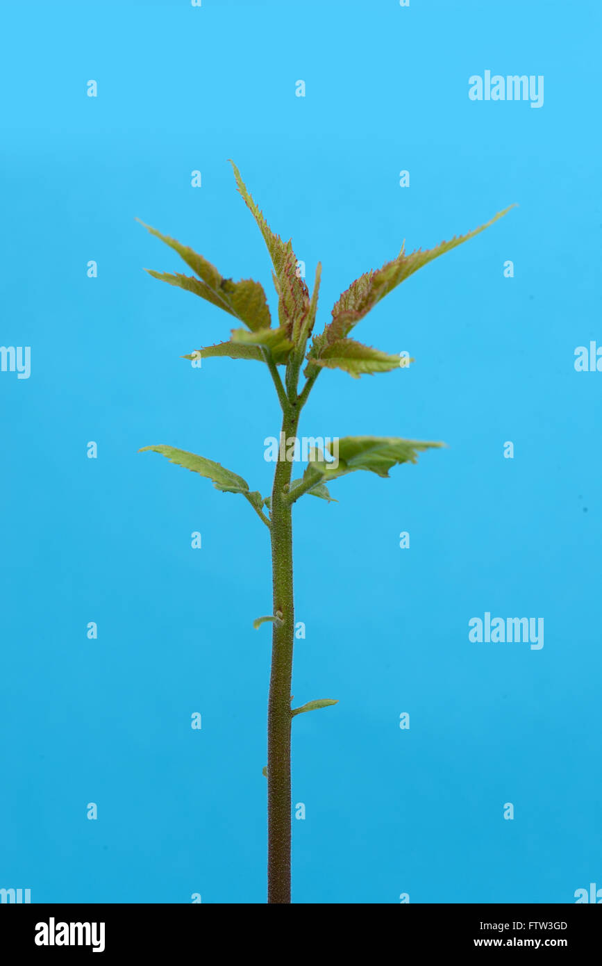 A seedling from a black walnut, Juglans nigra Stock Photo Alamy