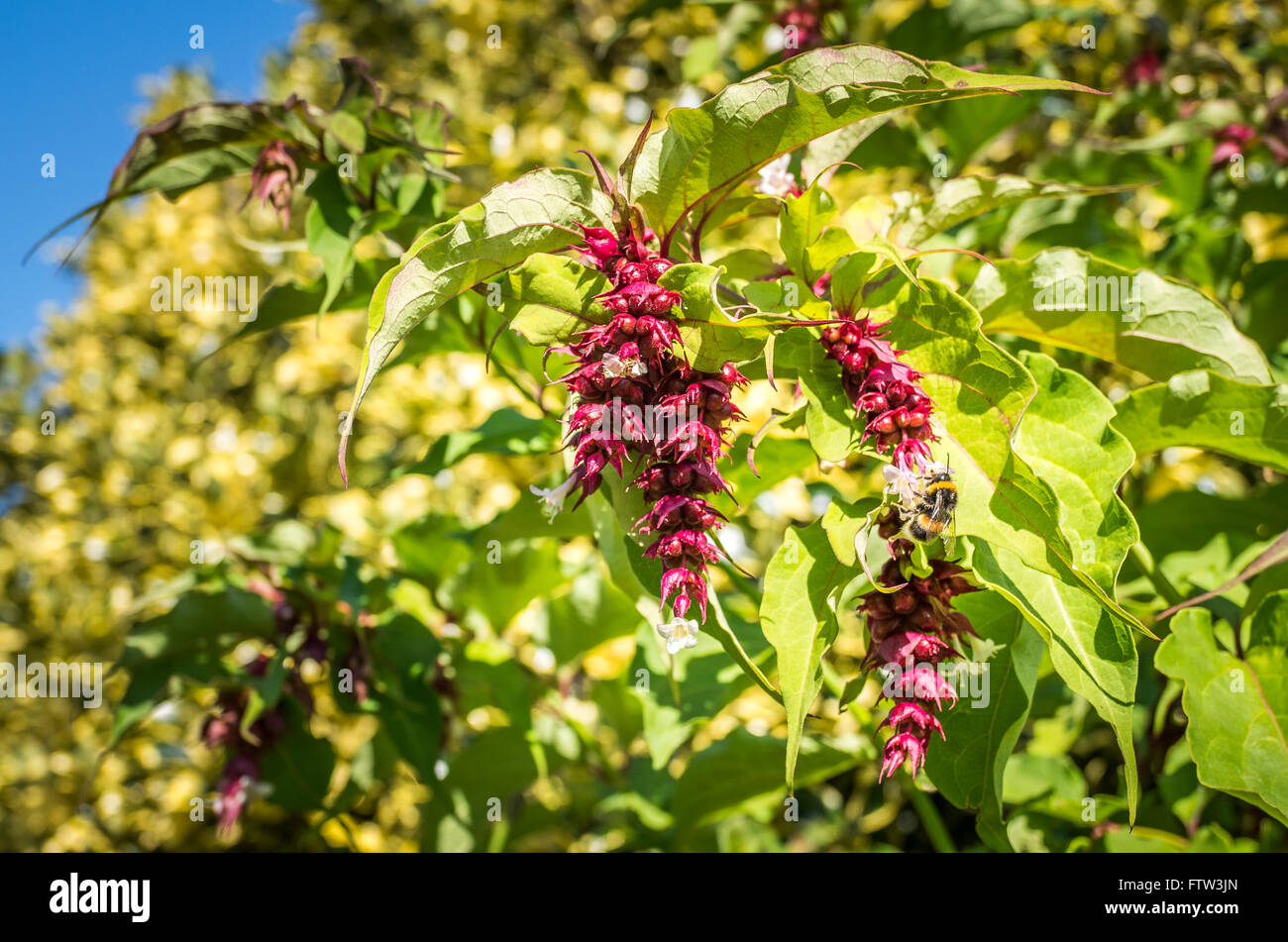 Leycesteria formosa in autumn showing bright red bracts and occasional white flower Stock Photo