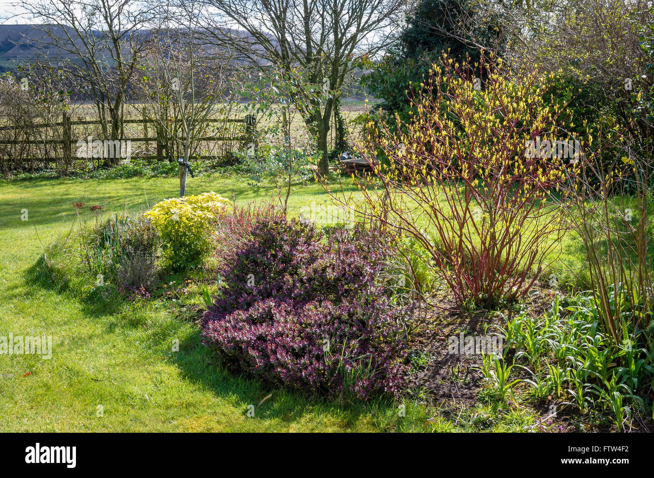 Peninsular border in early spring showing hebe and cornus Stock Photo