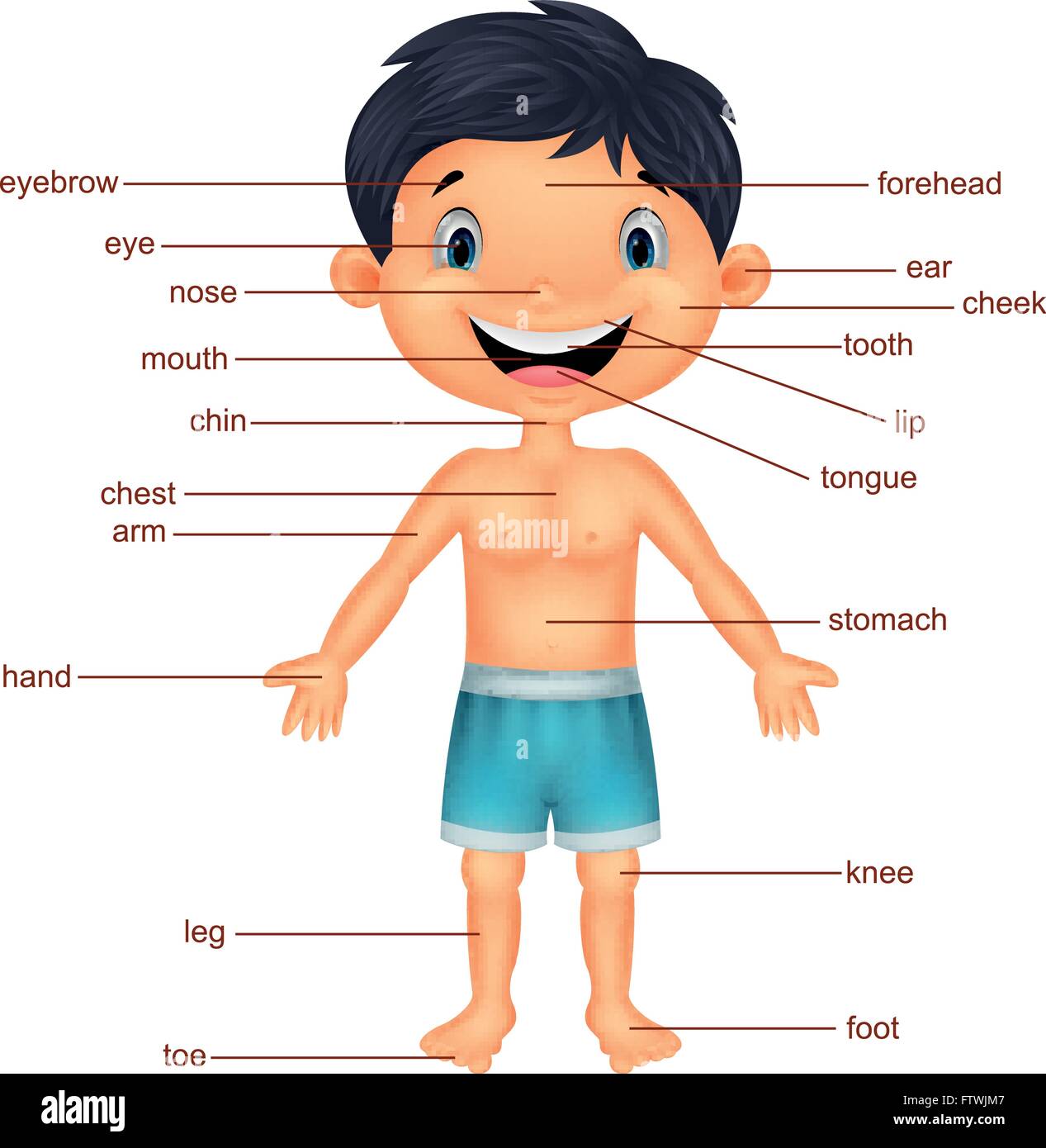 Illustration of vocabulary part of body Stock Vector Image & Art - Alamy