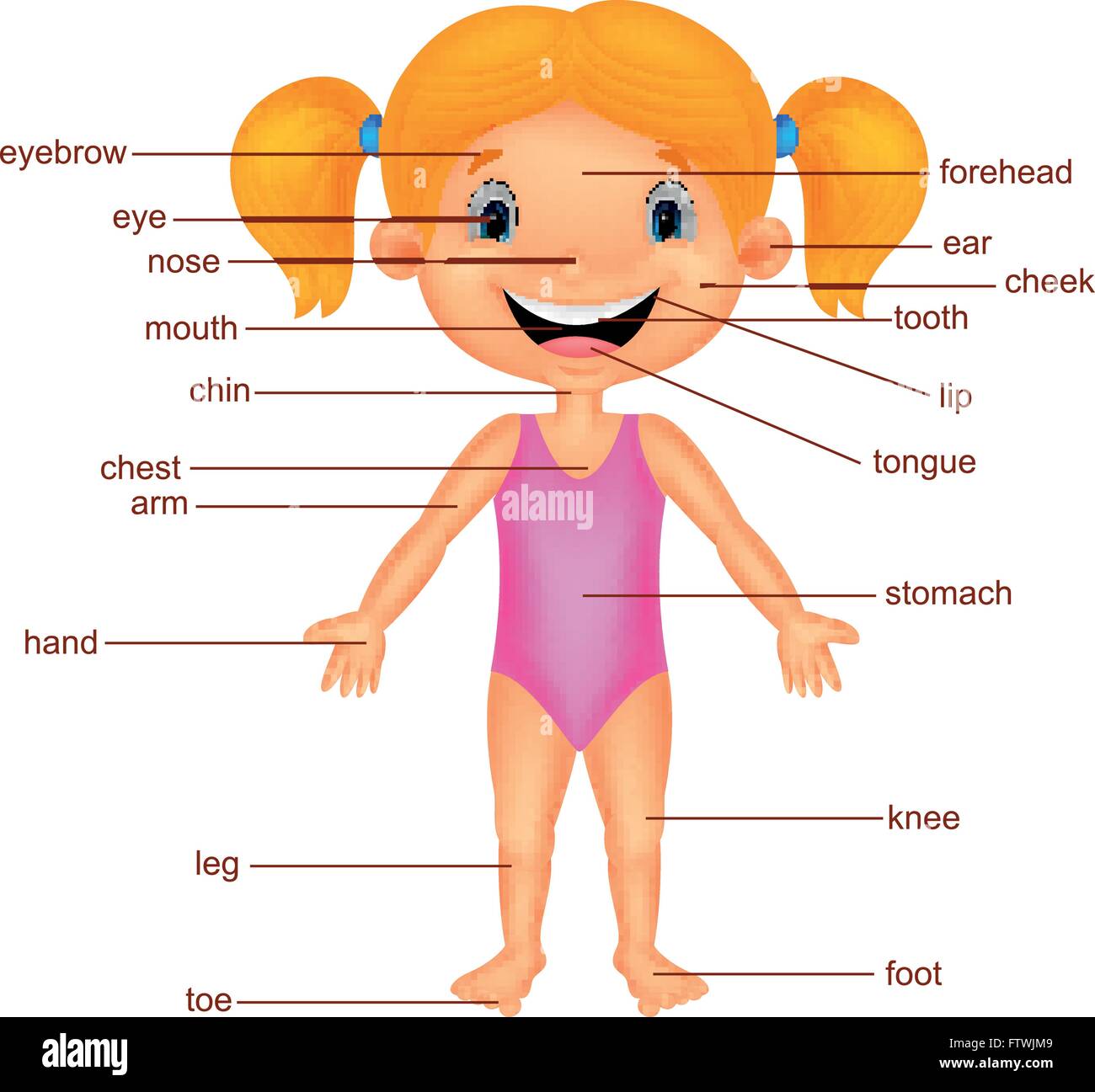 Vocabulary part of body Stock Vector Image & Art - Alamy