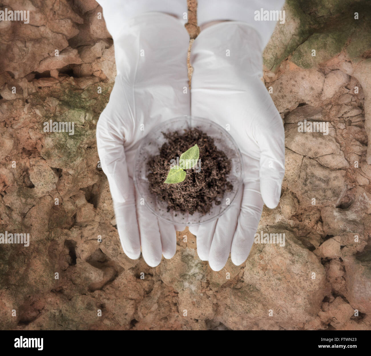 close up of scientist hands with plant and soil Stock Photo