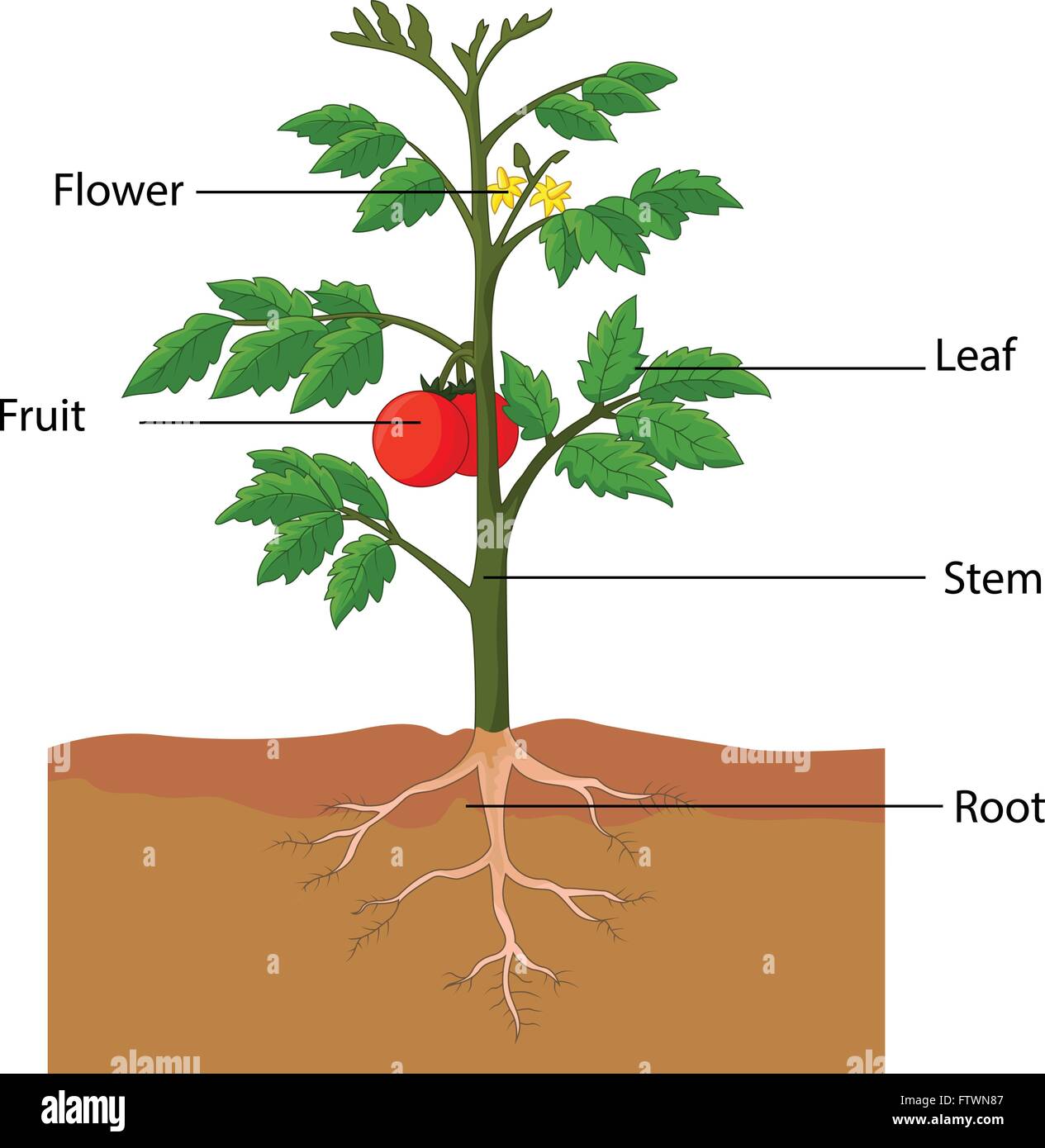Illustration showing the parts of a tomato plant Stock Vector ...
