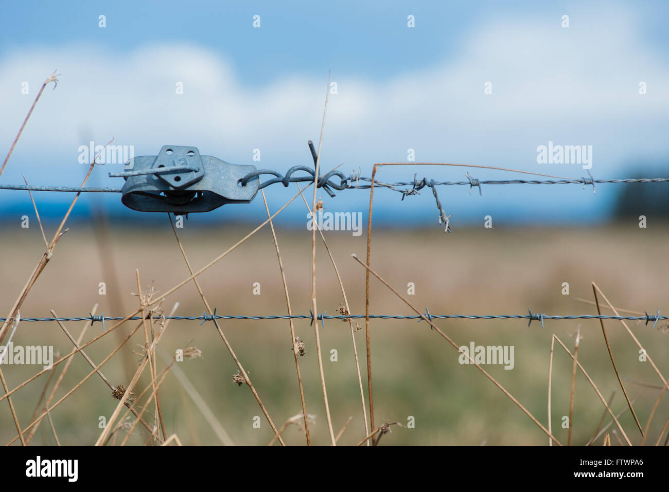 close up of barbed wire fence and long grass Stock Photo