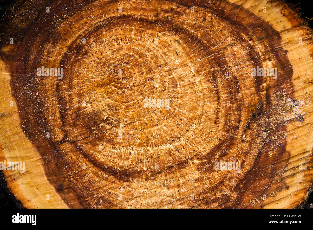 Close up view of cross section of tree trunk showing growth rings ...