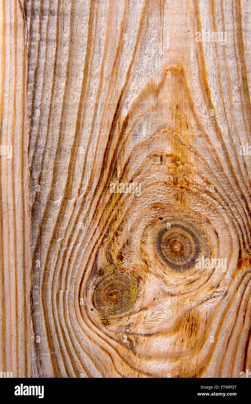 Wooden texture - wood grain. Section of tree trunk showing growth rings. Wood texture with natural wood pattern. Stock Photo