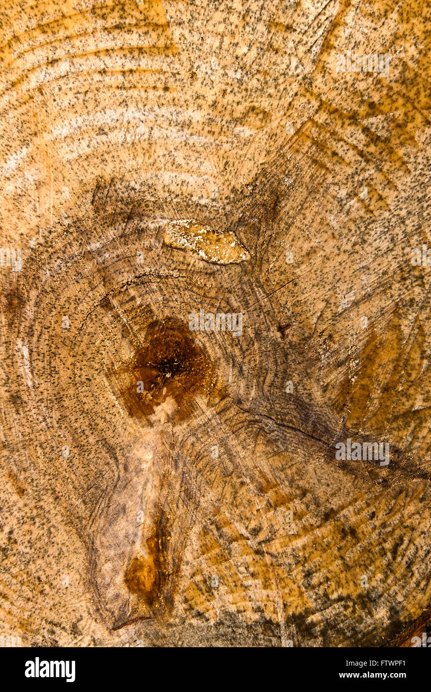 Close up view of cross section of tree trunk showing growth rings ...