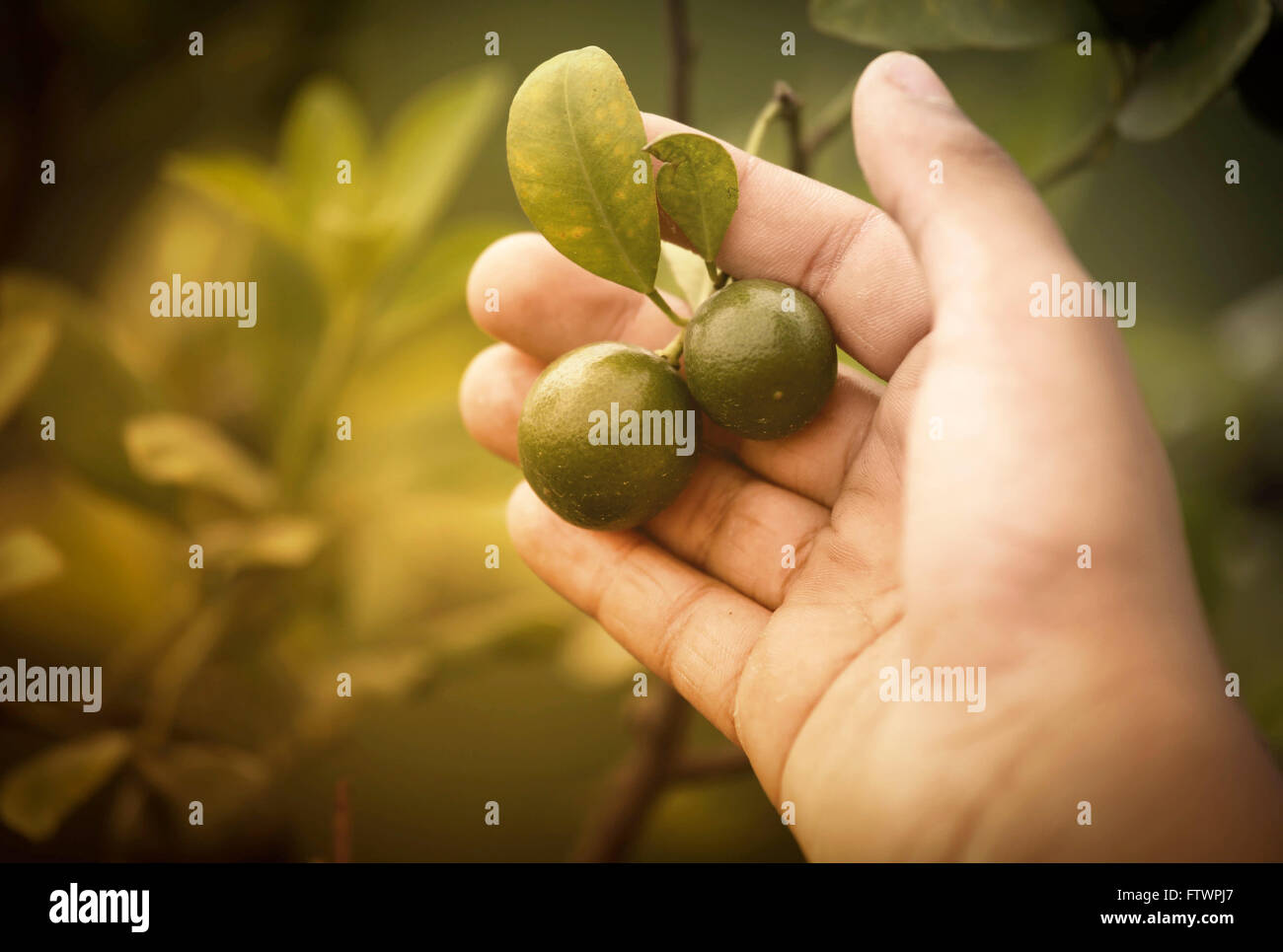 Baby oranges hires stock photography and images Alamy