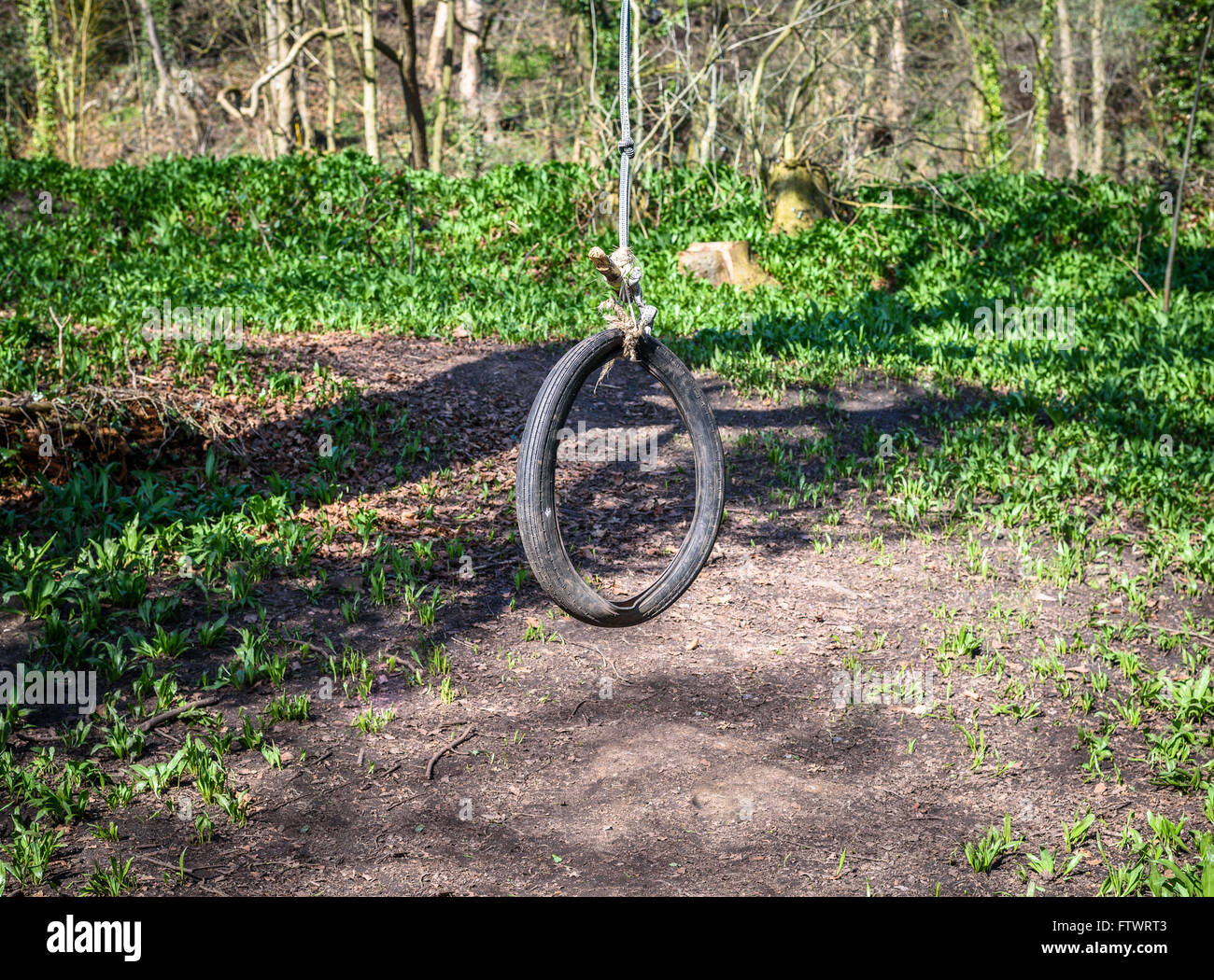 https://c8.alamy.com/comp/FTWRT3/an-old-tyre-swing-hanging-from-a-tree-in-woodland-FTWRT3.jpg