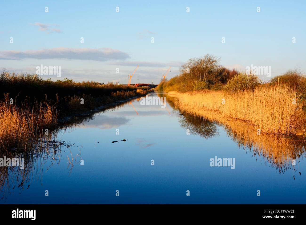 Sankey Canal at dawn showing the reed beds along the banks by Widnes Warth Nature Reserve. Stock Photo