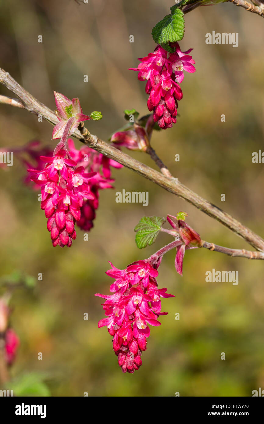 Dangling flower trusses of the early spring flowering ornamental currant, Ribes sanguineum 'Red Pimpernel' Stock Photo