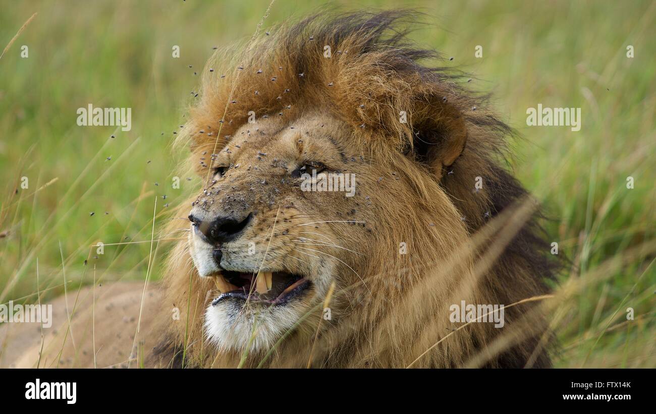 Male lion relaxing hi-res stock photography and images - Alamy