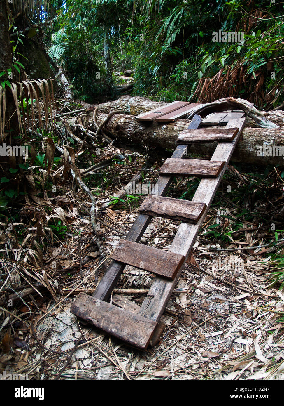 Ladder in forest Stock Photo Alamy
