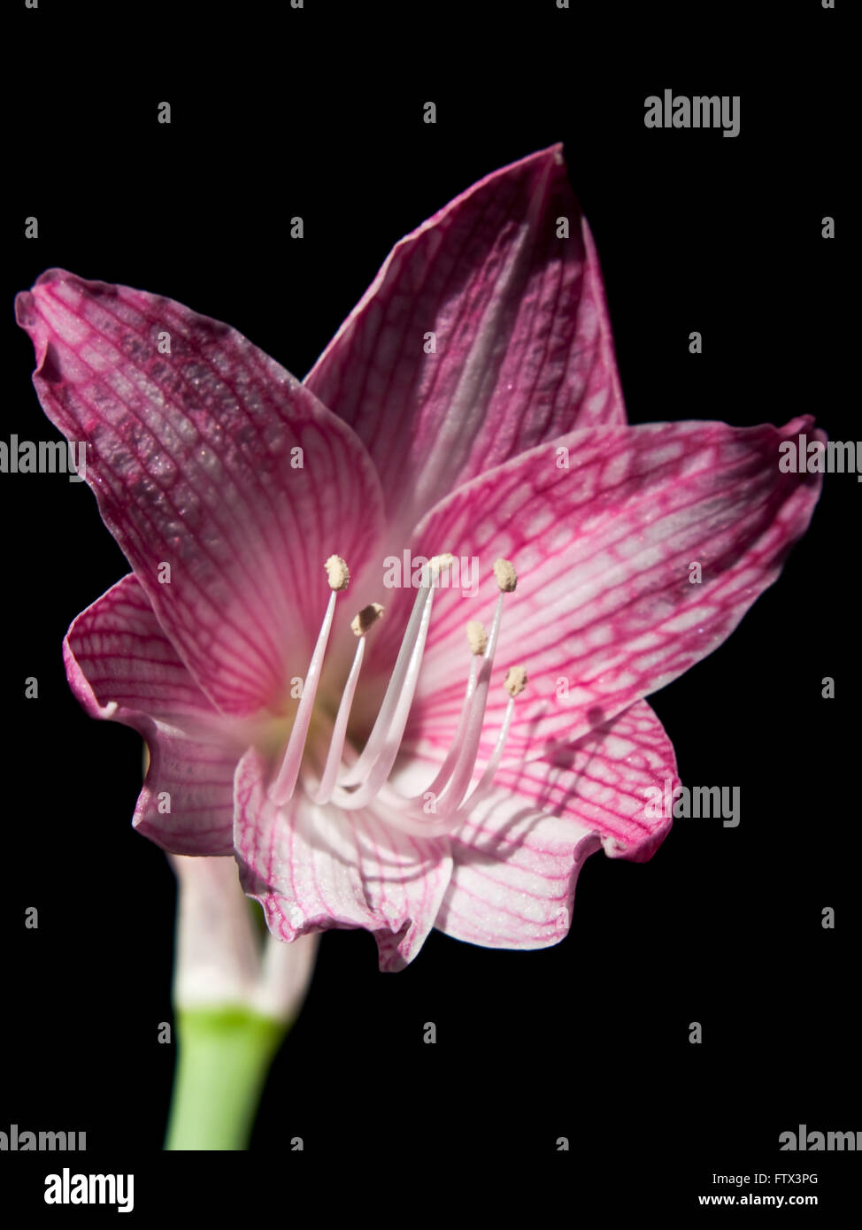Pink and white star lily Stock Photo