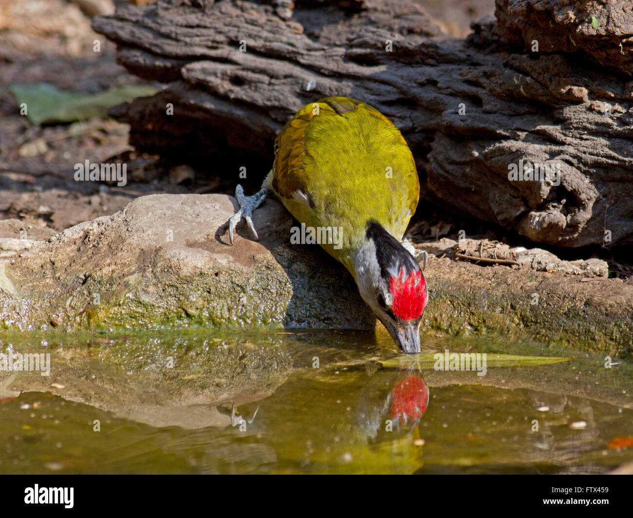 A male Grey-headed Woodpecker drinking at a small pool in the forest in Thailand Stock Photo