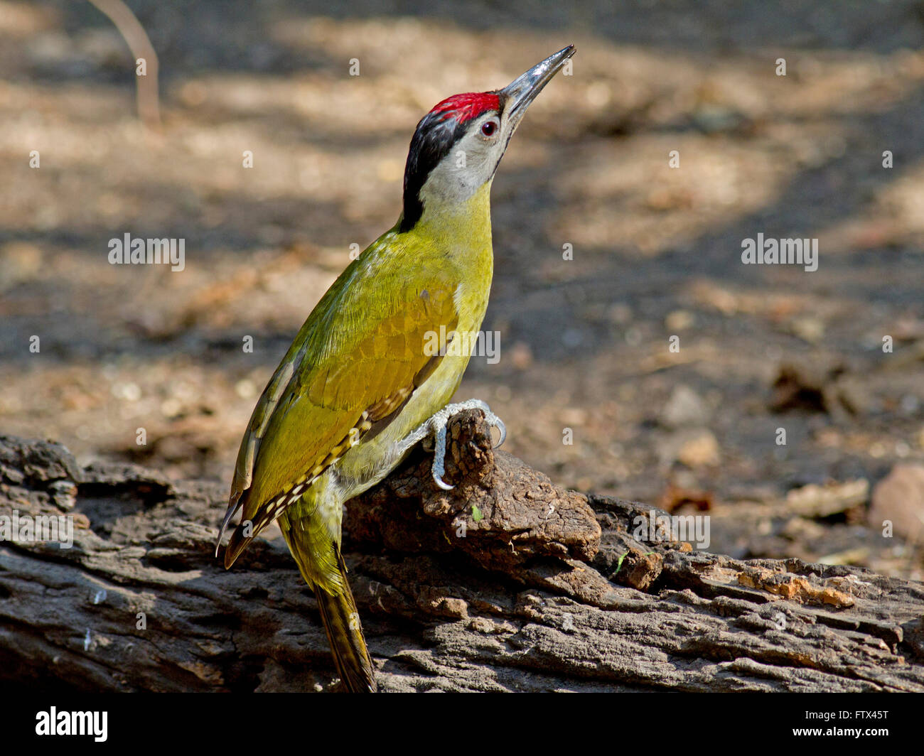 A male Grey-headed Woodpecker on a log on the forest floor in Thailand Stock Photo