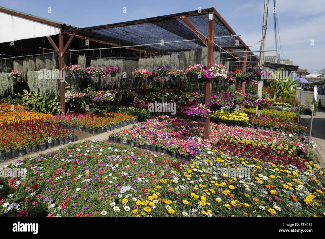 flower nursery at Kamthieng flower market in Chiang Mai, Thailand Stock