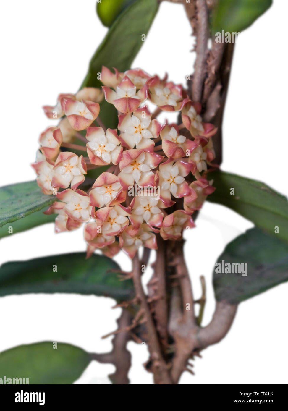 Hoya finlaysonii blooming Stock Photo
