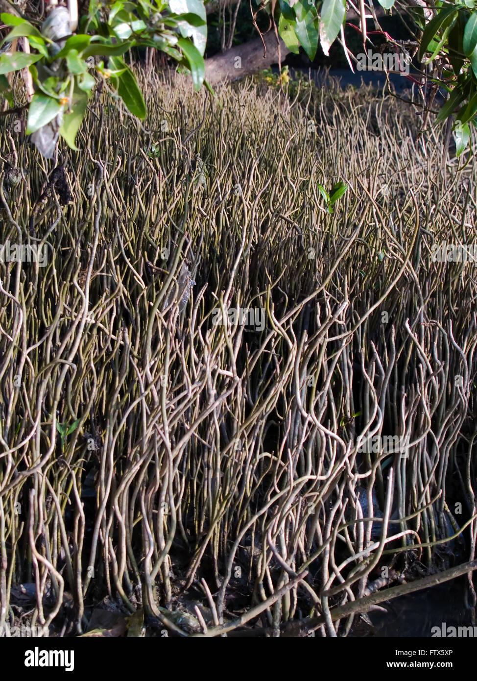 Field of mangrove roots Stock Photo - Alamy