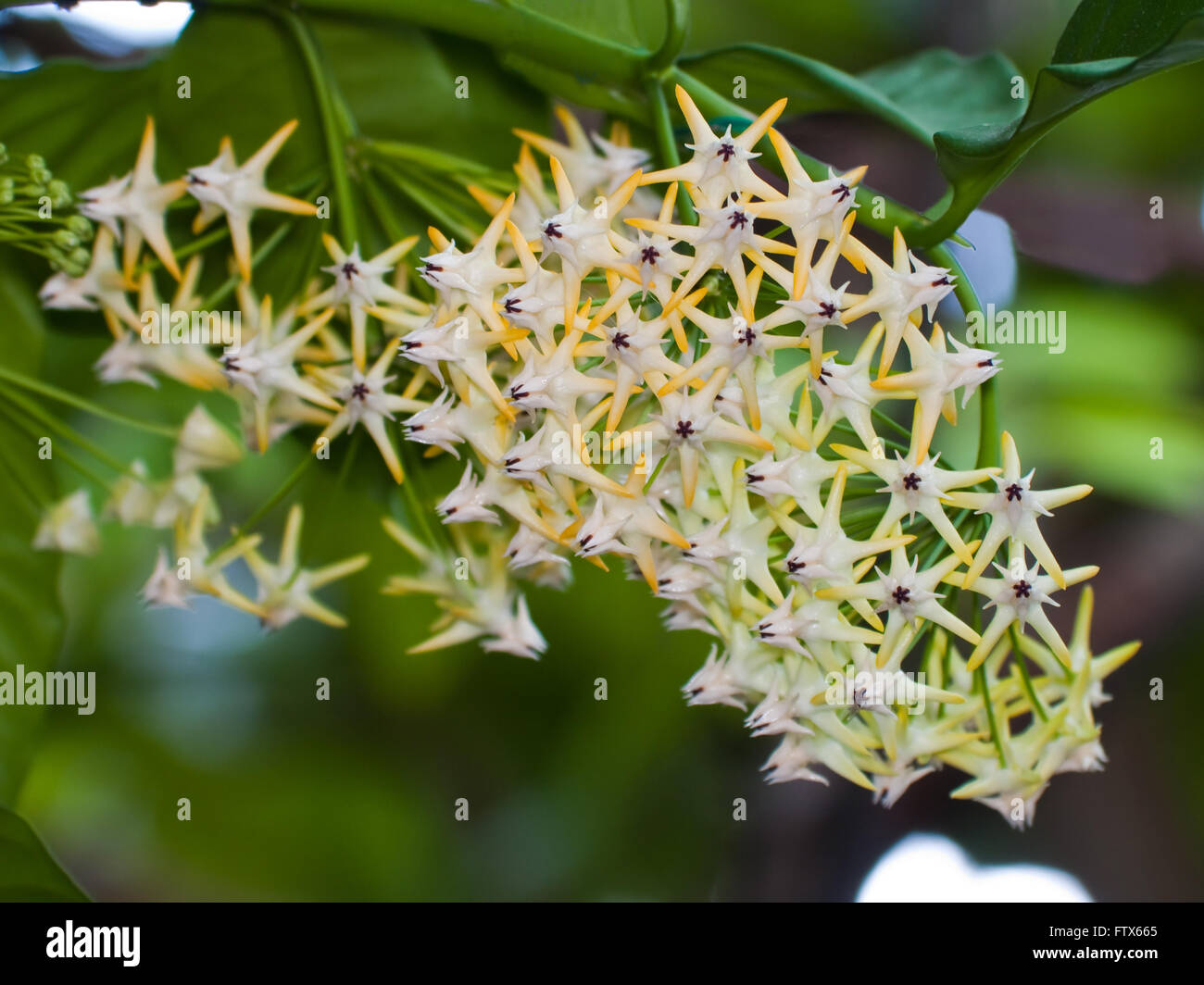 Hoya multiflora flower Stock Photo