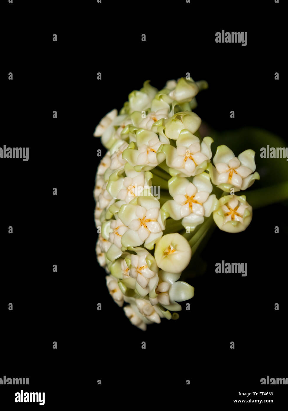Hoya pachyclada flower Stock Photo