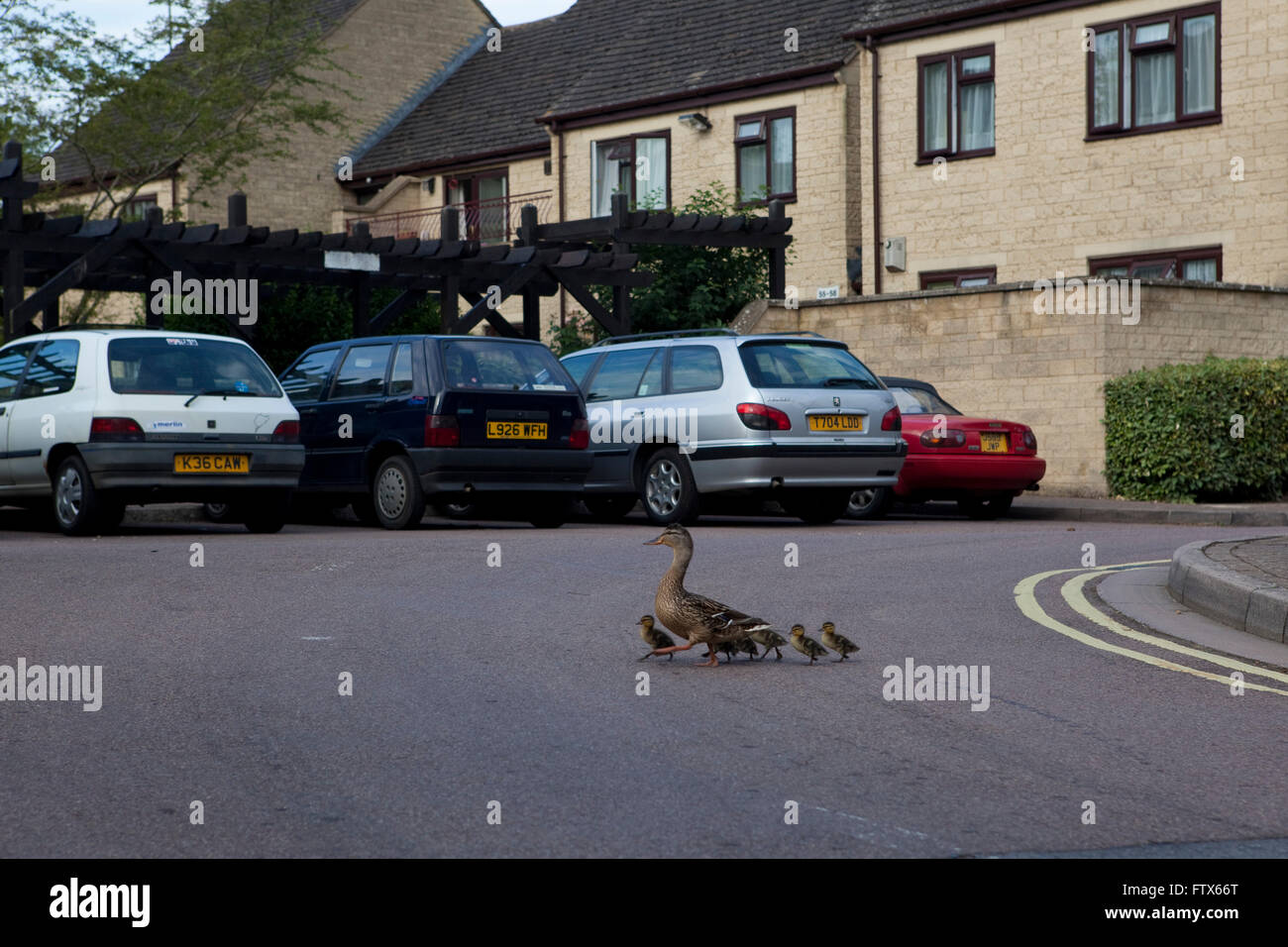 A mother duck takes her family of ducklings for a walk or stroll