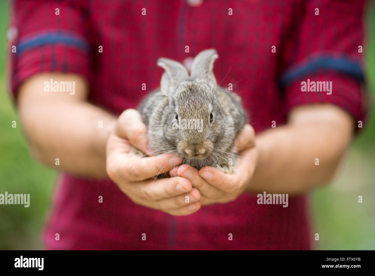 Rabbit. Animals and people Stock Photo
