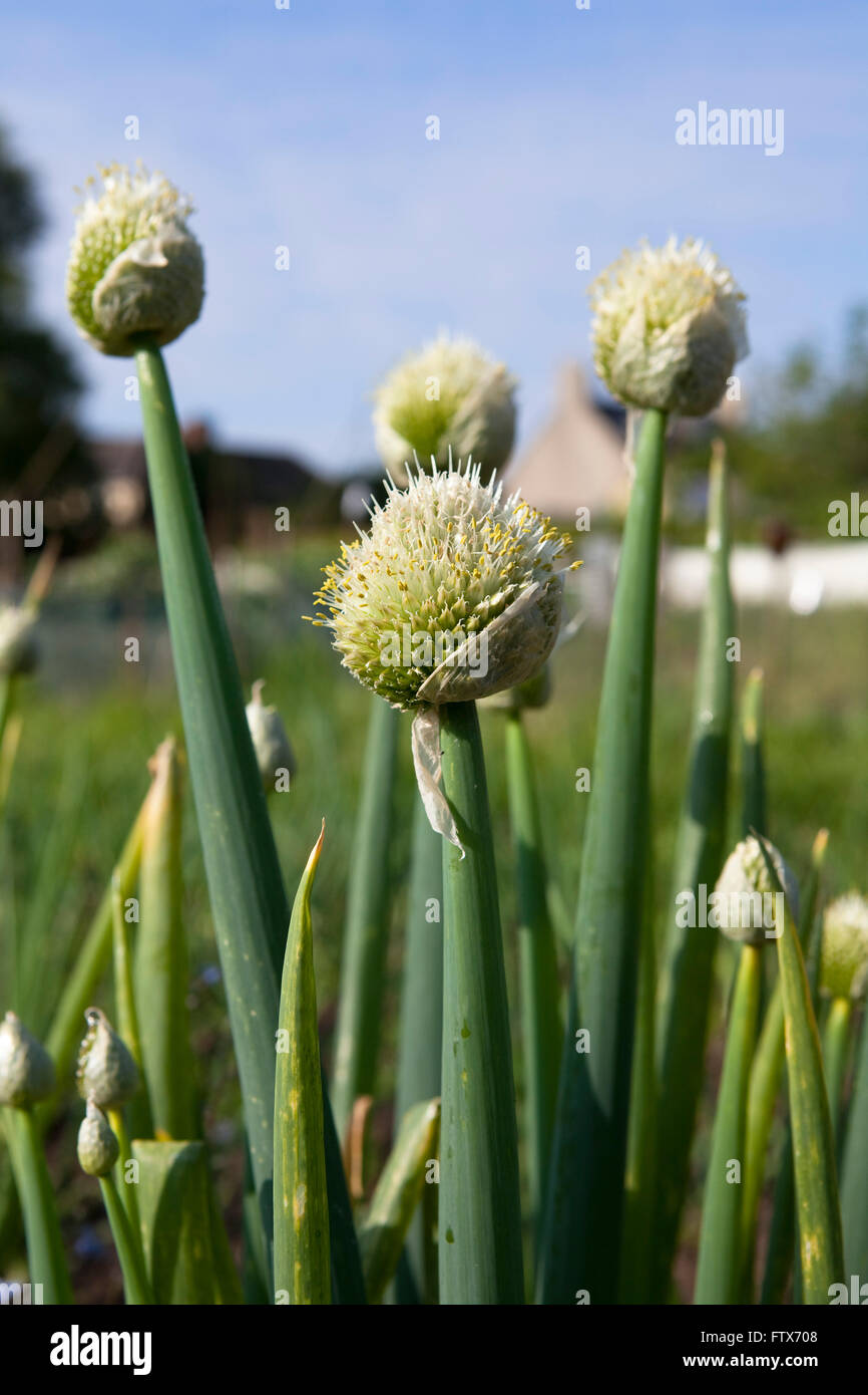 The flowering seed heads of an onion or alium plant opens to the