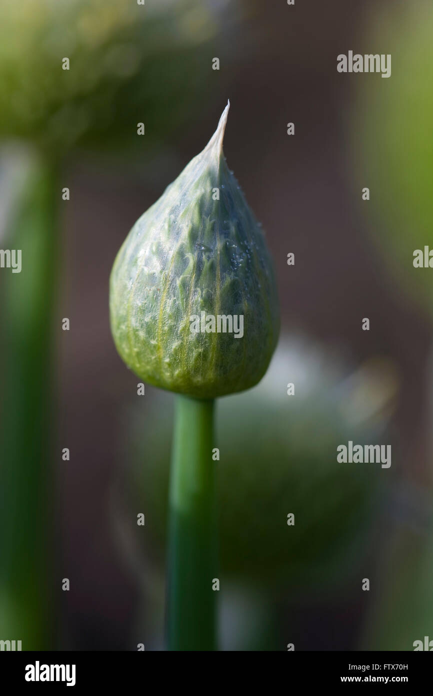 The flowering seed heads of an onion or alium plant opens to the