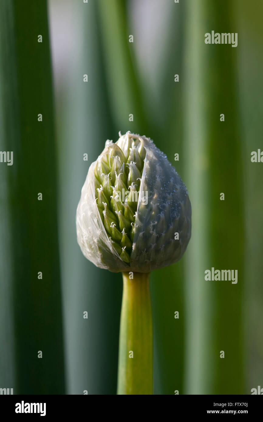 The flowering seed heads of an onion or alium plant opens to the